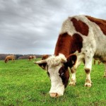 Минсельхоз РФ не будет ограничивать использование молока от лейкозных коров