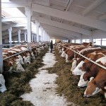 О выгодах животноводства  рассказал аким СКО