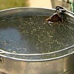 Воду, которую не пьёт даже скот, вынуждены употреблять жители пригорода Тараза