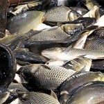В ЮКО приложат все усилия для развития рыбного хозяйства
