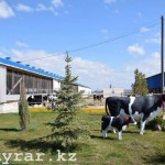Роботы-доярки трудятся на молочной ферме в ЮКО