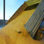 В Омскую область зачем-то ввозят пшеницу из Казахстана