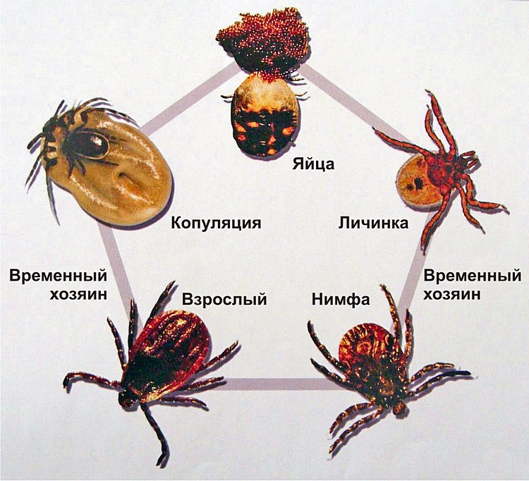 Клещ схема слова