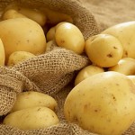 Фермеров Павлодарской области заставляют уничтожить семенной картофель из-за редкой бактерии