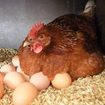 Производство казахстанской курятины и яиц может сократиться вдвое