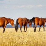 Лошади заболели неизвестной болезнью в СКО