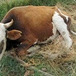 От пастереллёза пало 96 голов скота в Карагандинской области