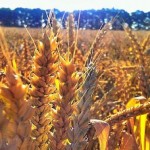Почему аграрии Казахстана не торопятся переходить с пшеницы на другие культуры?