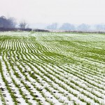 Украинские аграрии выделили рекордные площади под пшеницу урожая 2021 года