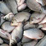 11 предприятий Казахстана могут экспортировать рыбную продукцию в страны ЕС