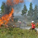 В МСХ РК рассказали о мерах по ликвидации лесных пожаров