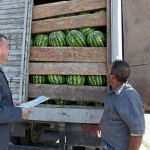 Более 70 тонн фруктов и овощей из Казахстана и Кыргызстана пытались незаконно ввезти на территорию Новосибирской области