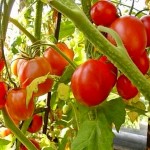 Могу ли я получить субсидии на посадку томатов вблизи Алматы и какой нужен перечень документов для получения?