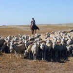 Как должны платить налоги пастухи, которые пасут общественное стадо? Могут ли они платить в кассу местного сообщества? 