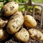 Страшный сон украинской картофельной отрасли – почти 100 тыс. тонн импорта в месяц