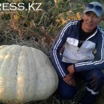 «Метр в обхвате» — тыквы гигантских размеров вырастили в Атырауской области 