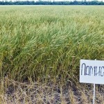 Устойчивый к засухе новый сорт пшеницы представили в Астане