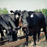 Поголовье племенного скота увеличилось почти на четверть в ВКО