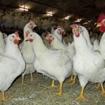 В Туркестанской области индийские компании инвестируют в птицеводство