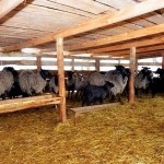 Монгольский и казахстанский бизнес заинтересованы в создании овцеводческих кластеров