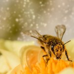  Фунгициды негативно влияют на популяцию шмелей и пчёл — учёные