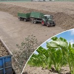 Свекловодам Жамбылской области выплатят задолженность за сданный урожай