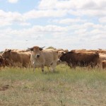 На севере Казахстана аграриев ждут изменения в субсидировании