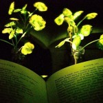 Светлячки помогли создать биолюминесцентные растения, которые заменят светильники и даже фонари