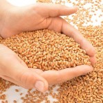 Увеличить закуп пшеницы продкорпорацией до 150 тысяч тенге за тонну просят аграрии