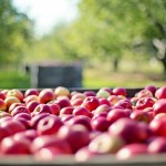 Рекордный урожай яблок ожидают в одном из районов Туркестанской области