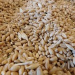 Мировое производство зерна установит новый рекорд – ФАО 