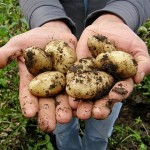 Картофелеводов Казахстана разочаровали цены
