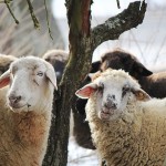 «Бастау Бизнес»: овчинка выделки стоит!