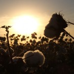 Приоритетное выращивание хлопка грозит Казахстану опустыниванием территорий – эксперт