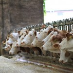Фермеры просят продлить на пять лет запрет на вывоз живого скота из Казахстана