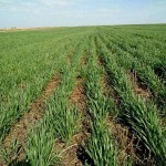 Озимая пшеница находится в хорошем состоянии в Казахстане