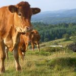 В Казахстане могут ввести запрет на вывоз скота за рубеж