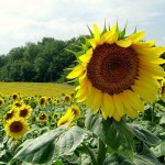 АО «НК «Продкорпорация» объявила закупочную цену на семена подсолнечника