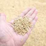 Аграрии Приаралья стараются улучшить качество семян риса