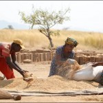 ФАО: по зерновым в этом году рекорда не будет