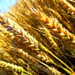 FAS USDA повысил прогноз мирового производства пшеницы в сентябре