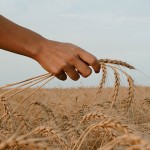 Как Китай защищает свой рынок от казахстанского зерна