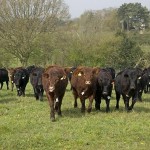 Прокуроры требуют от фермеров вернуть субсидии за погибший скот в Костанайской области