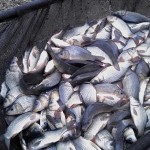 Павлодарские рыбаки вместо ловли рыбы занялись её спасением