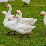 Казахстанцев призвали не отказываться от мяса птицы из-за птичьего гриппа