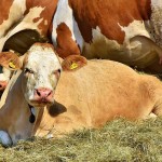 Из-за неправильных коров у фермеров из Павлодарской области хотят отобрать субсидии