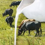 В Казахстане начнут проводить аудит мелких поставщиков молока на заводы