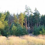 В Алматы пройдёт Международная научно-практическая конференция «Актуальные проблемы устойчивого развития лесного комплекса»
