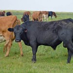 За какой период необходимо собрать до­кументы по субсидированию на удешевление стоимости приобретения однополого и двуполого семени быка-про­изводителя?