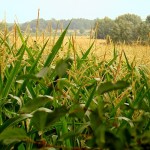 Аграрии Туркестанской области могут потерять весь урожай дыни и кукурузы